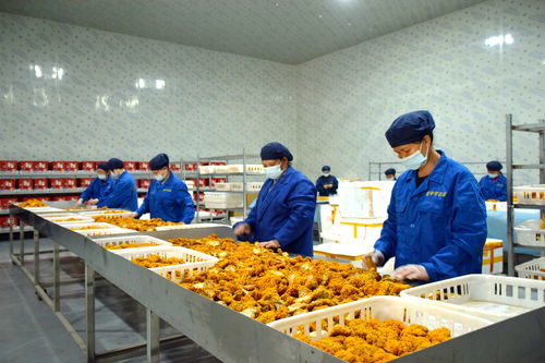 小菌菇釋放大“蘑”力——寫在2024中國·蓬溪第二十二屆全國食用菌新產(chǎn)品新技術(shù)博覽會開幕之際